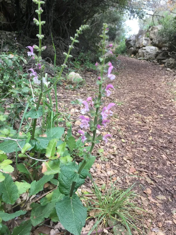 Jerusalem sage