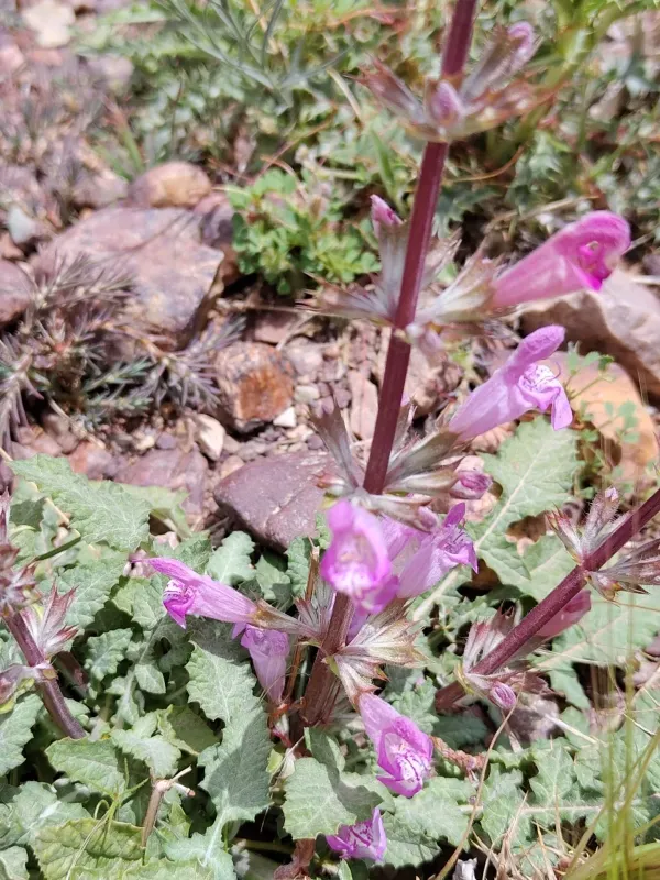 Dandelion-leaved sage