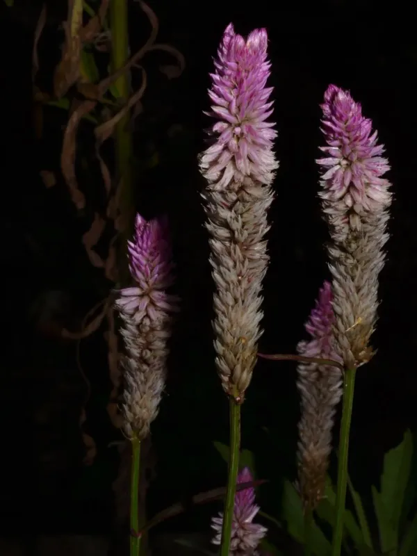 Celosia spicata