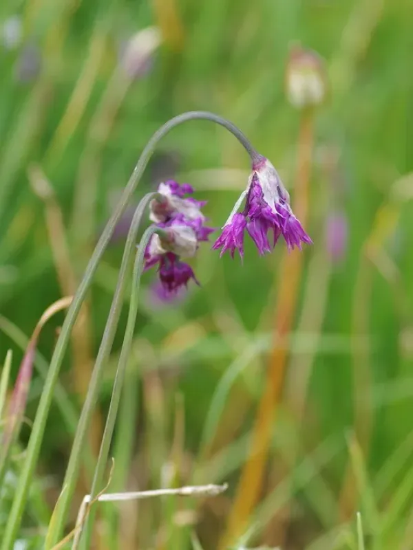 Sikkim onion
