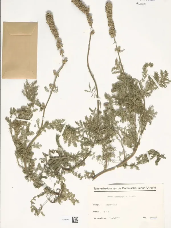 Acaena myriophylla