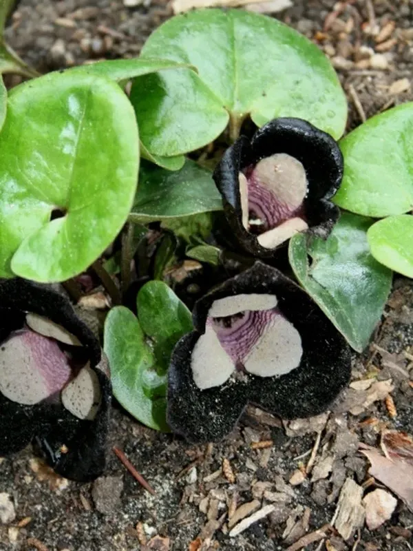 Giant wild ginger