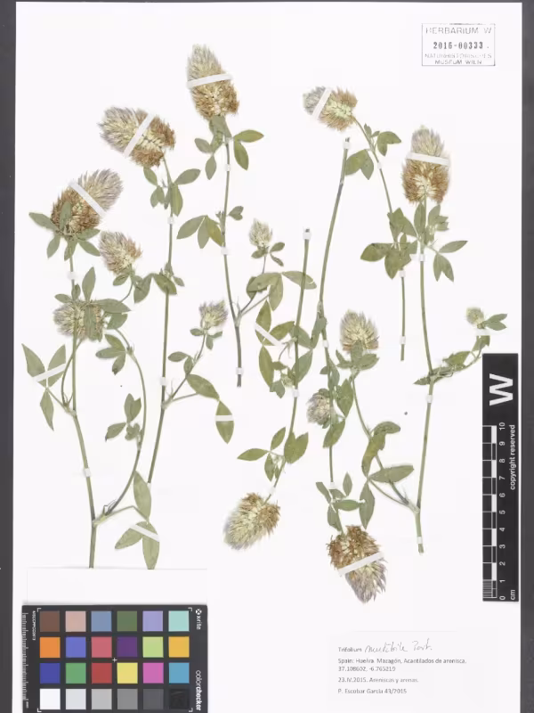 Trifolium mutabile