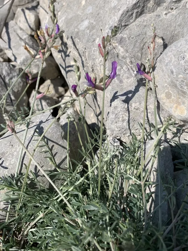 Astragalus muelleri