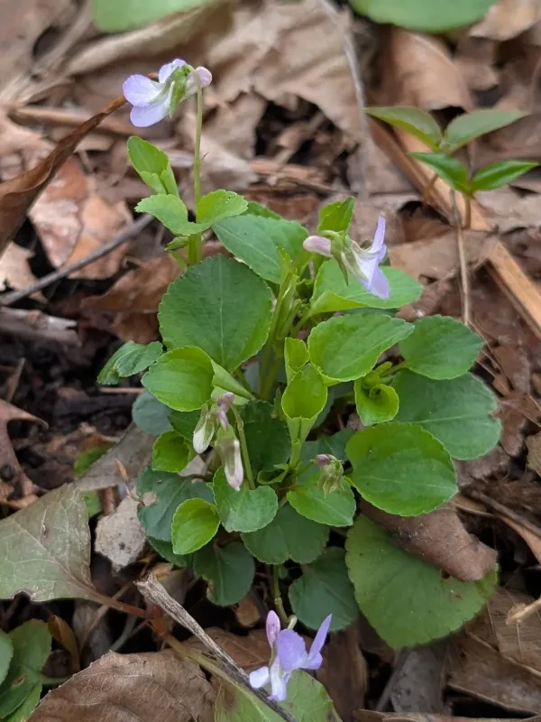 Labrador violet