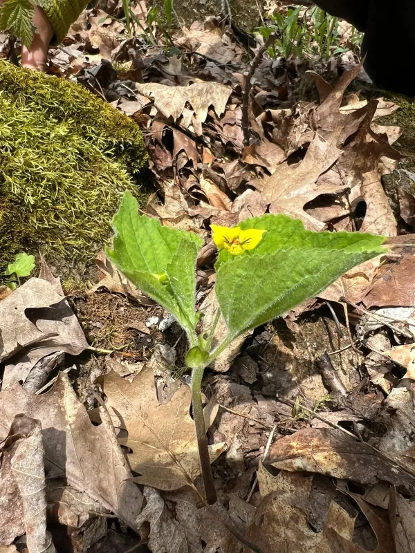 Downy yellow violet