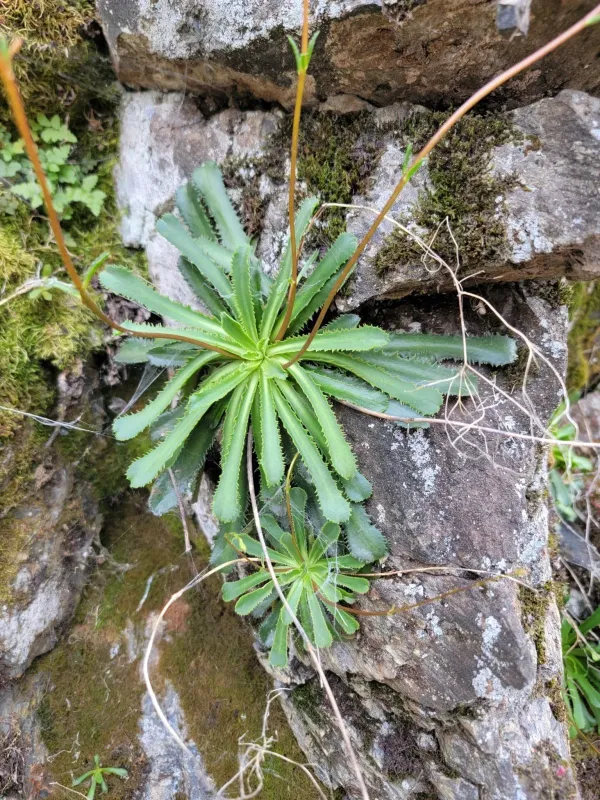 Lewisia cantelovii