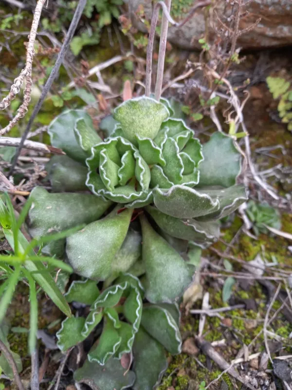 Adromischus cristatus