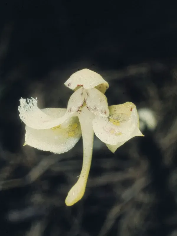 Pennilabium angraecum