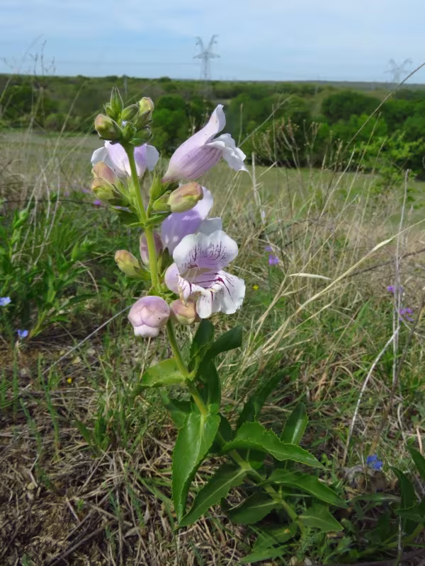 Penstemon cobaea