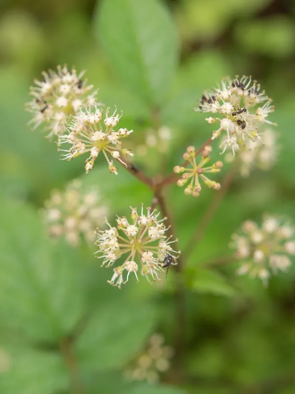 Kashmir aralia