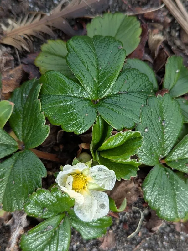 Fragaria x Potentilla