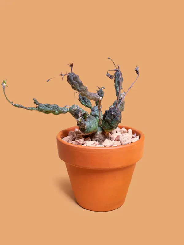 Globe euphorbia