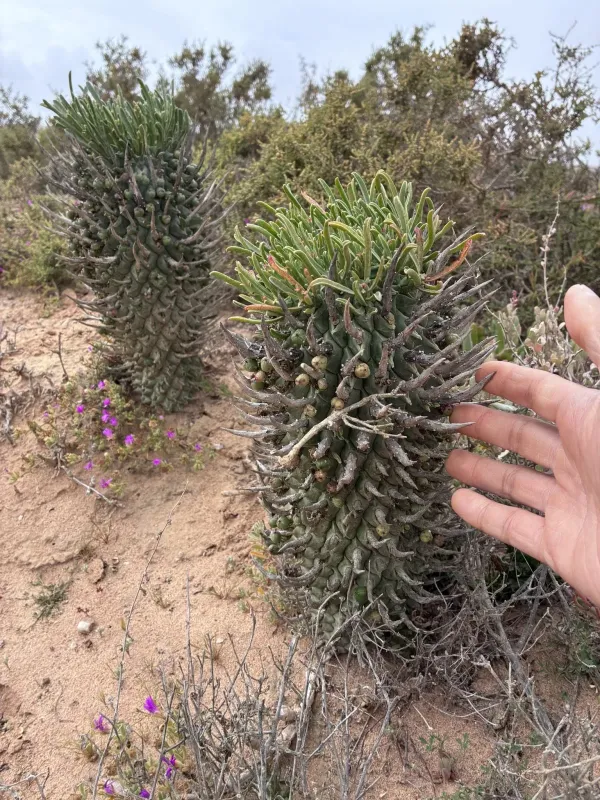 Euphorbia schoenlandii