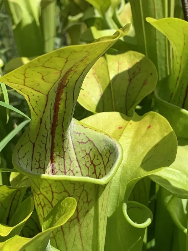 Mountain pitcher plant
