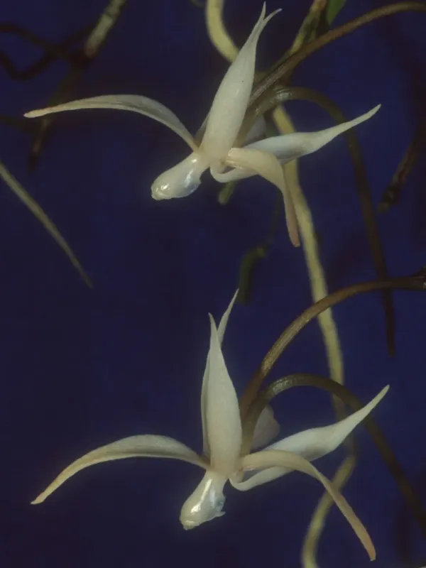 Aerangis brachycarpa