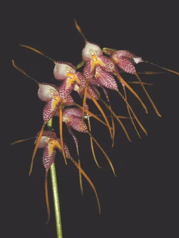 Bulbophyllum cheiri
