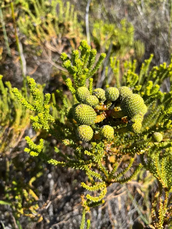 Берзелия абротановидная