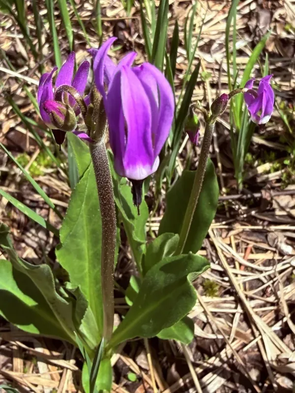 Jeffrey's primrose