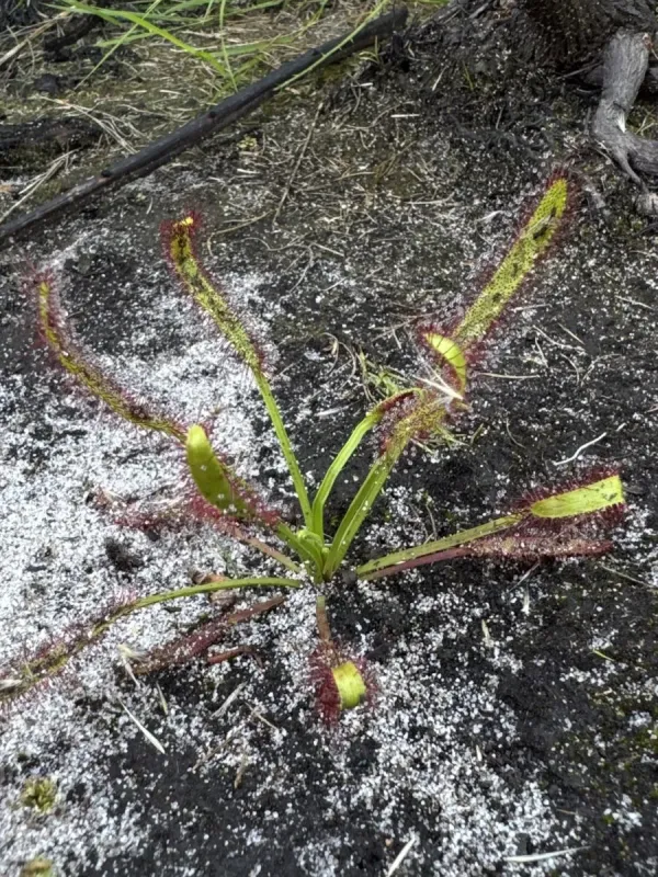Cape sundew
