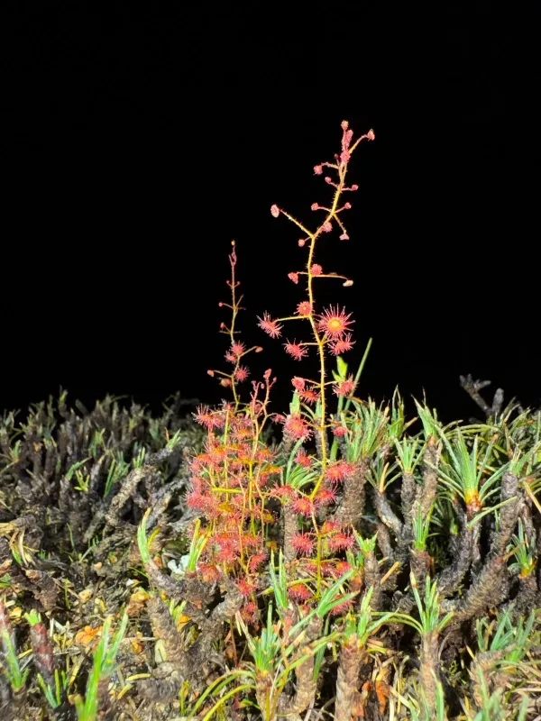 Climbing sundew