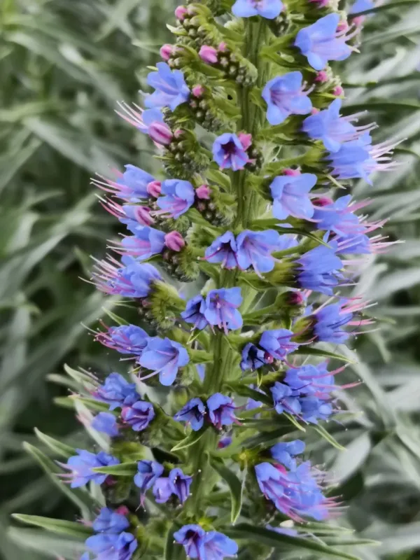 Echium webbii