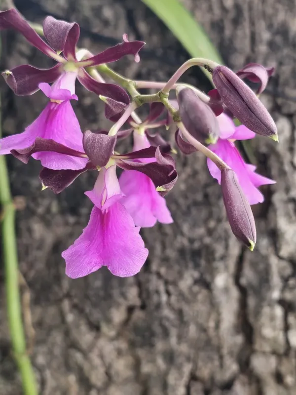 Encyclia cordigera