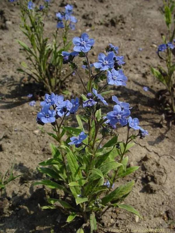 Eritrichium canum