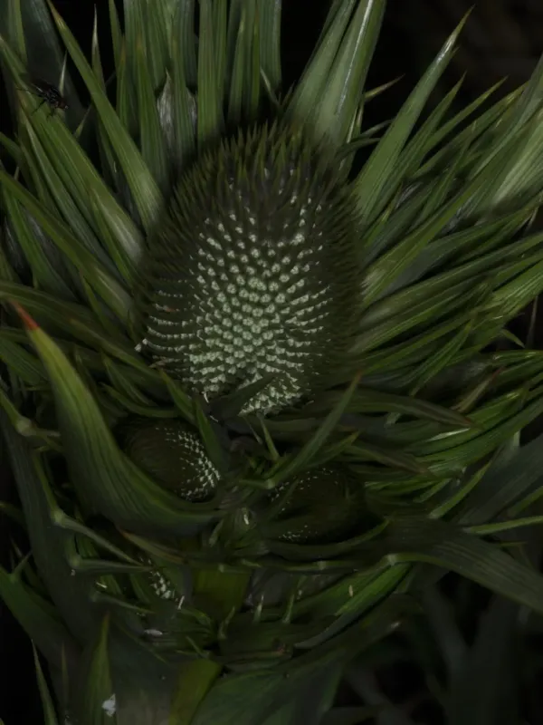 Agave-leaved sea holly