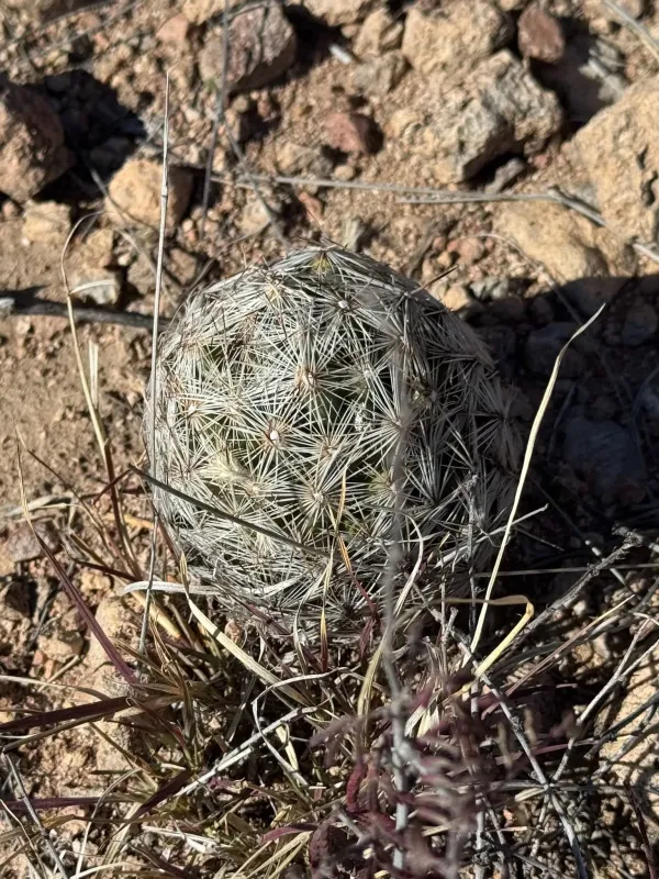 Escobaria deserti