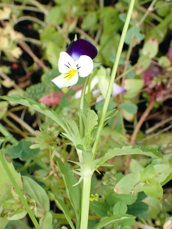 Williams violet