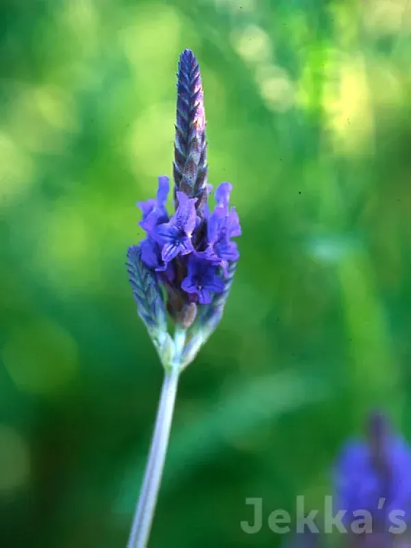 Christiana lavender