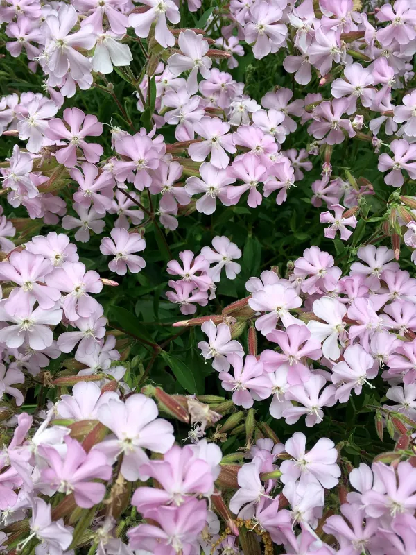 Lemperg's Soapwort
