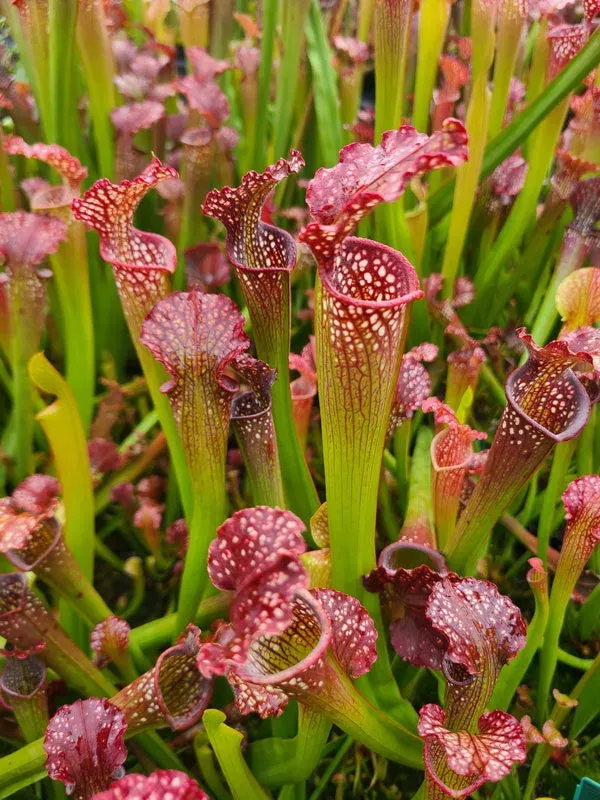 Sarracenia readei