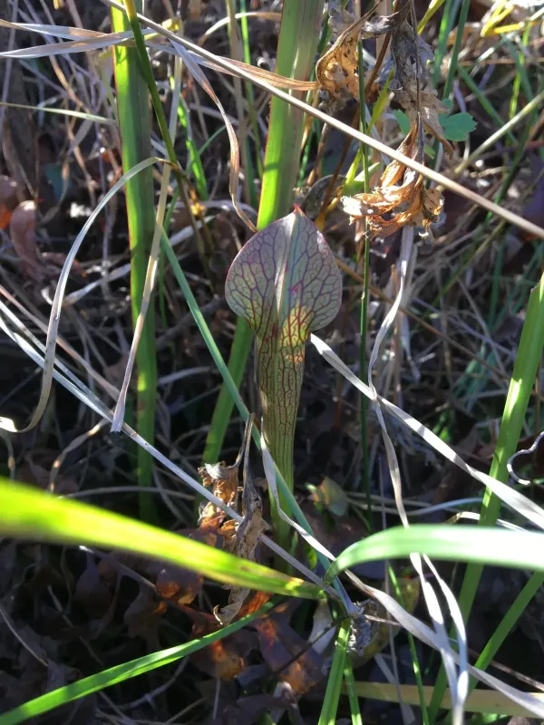 Sarracenia jonesii