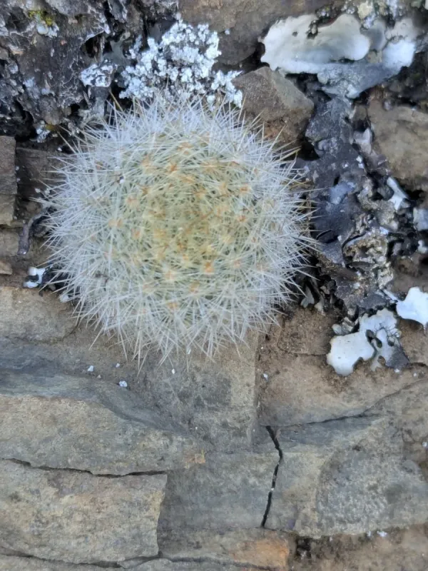 Aylostera muscula