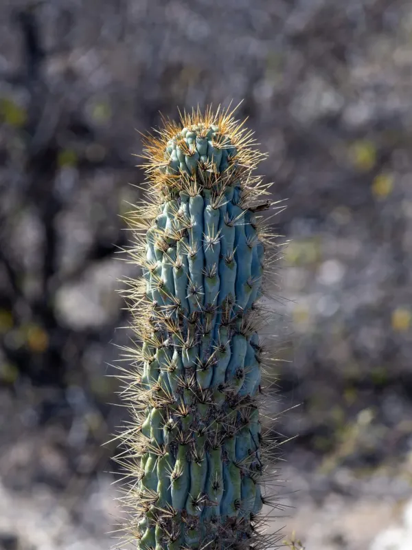 Browningia hertlingiana