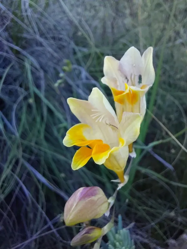 Freesia refracta