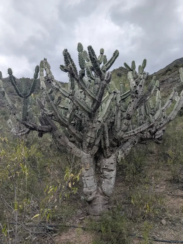 Cereus comarapanus