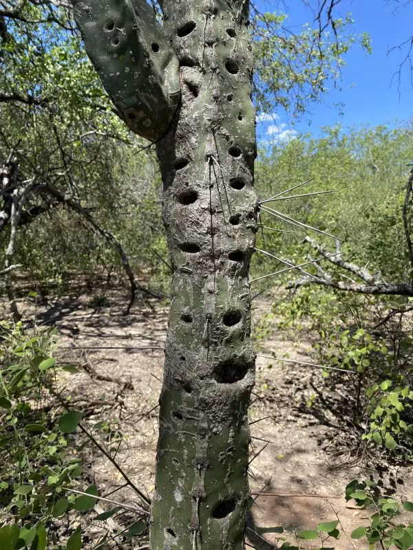 Cereus stenogonus