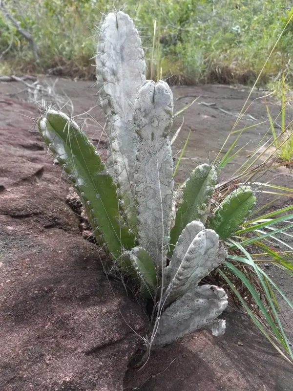 Cereus trigonodendron