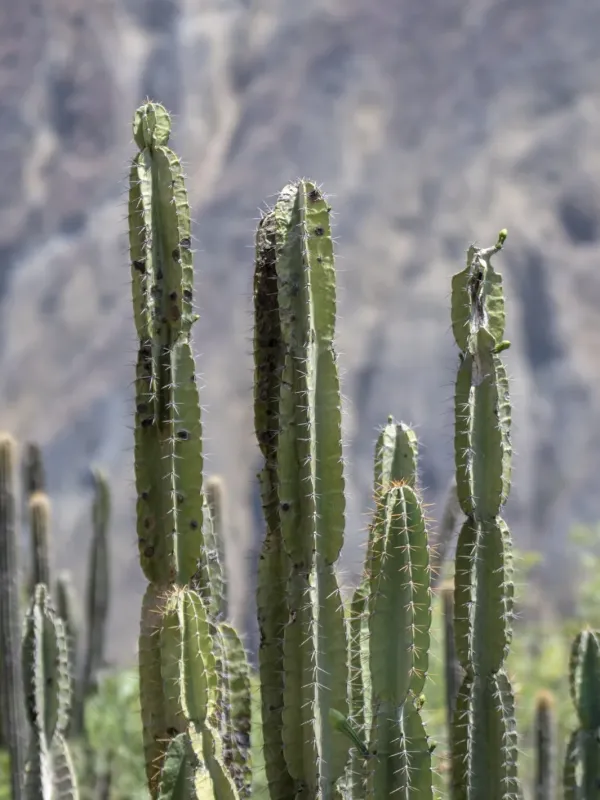 Cereus vargasianus