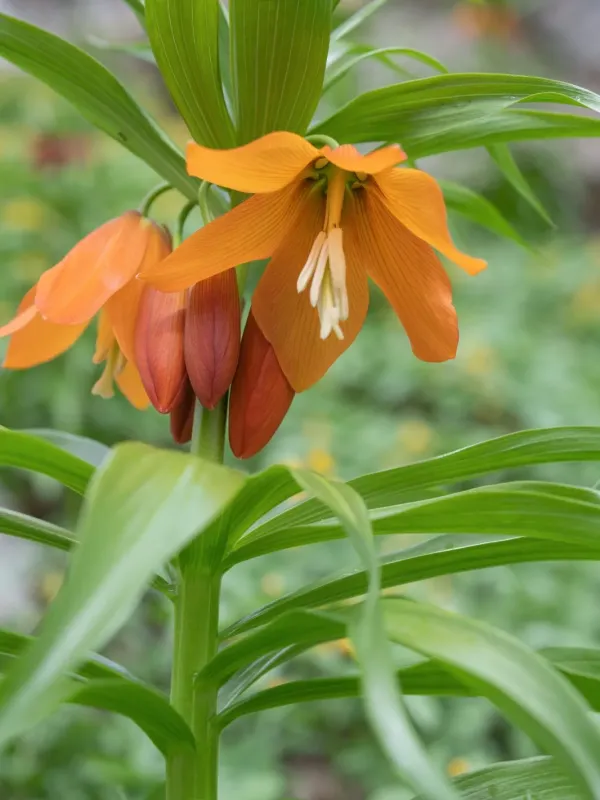 Eduard's Fritillary