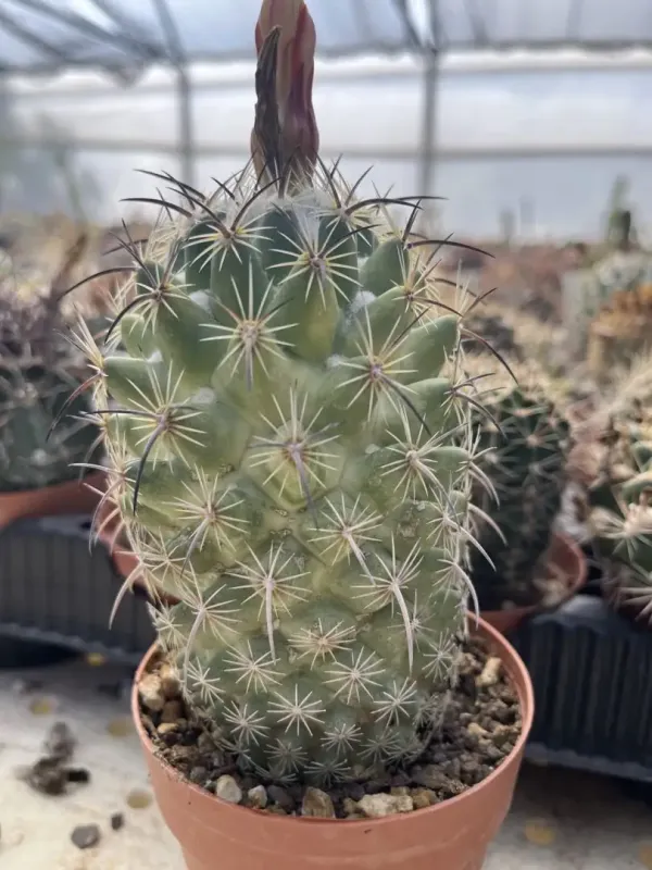 Coryphantha longicornis