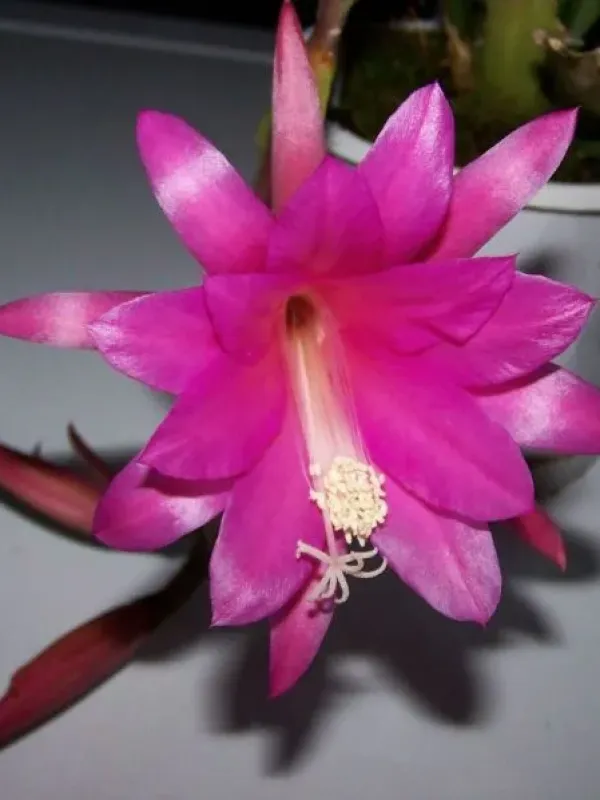 Disocactus nelsonii