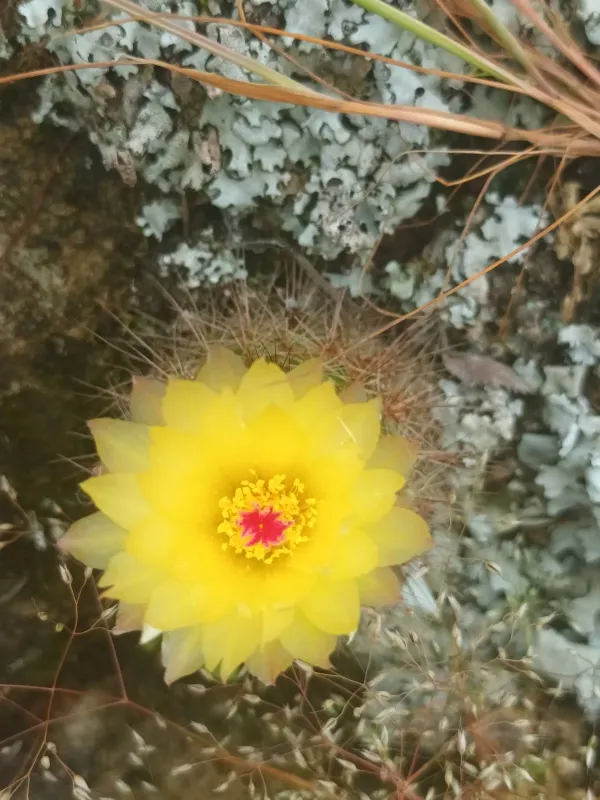 Notocactus werdermannianus