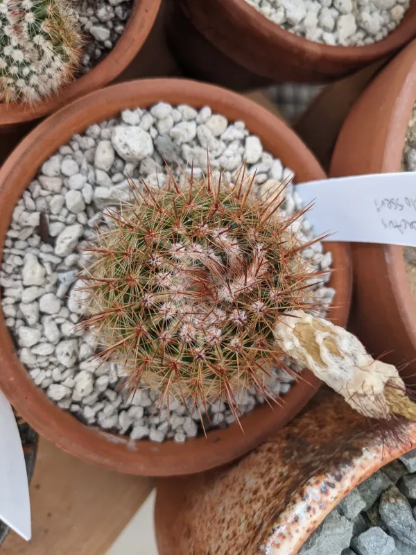 Notocactus schlosseri