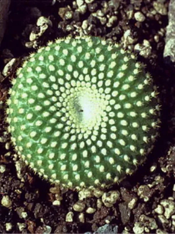 Acanthocephala graessneri