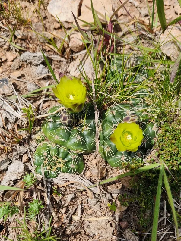 Gymnocalycium hossei