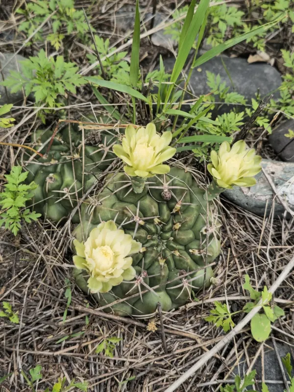 Gymnocalycium marsoneri